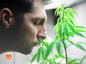 Детоксикация от марихуаны в Куровском